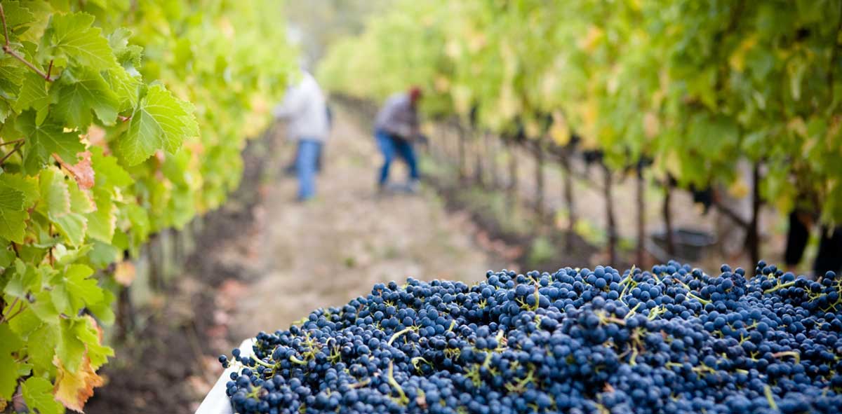 Farm workers in a vineyard